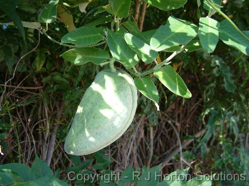 Anredera fruit 